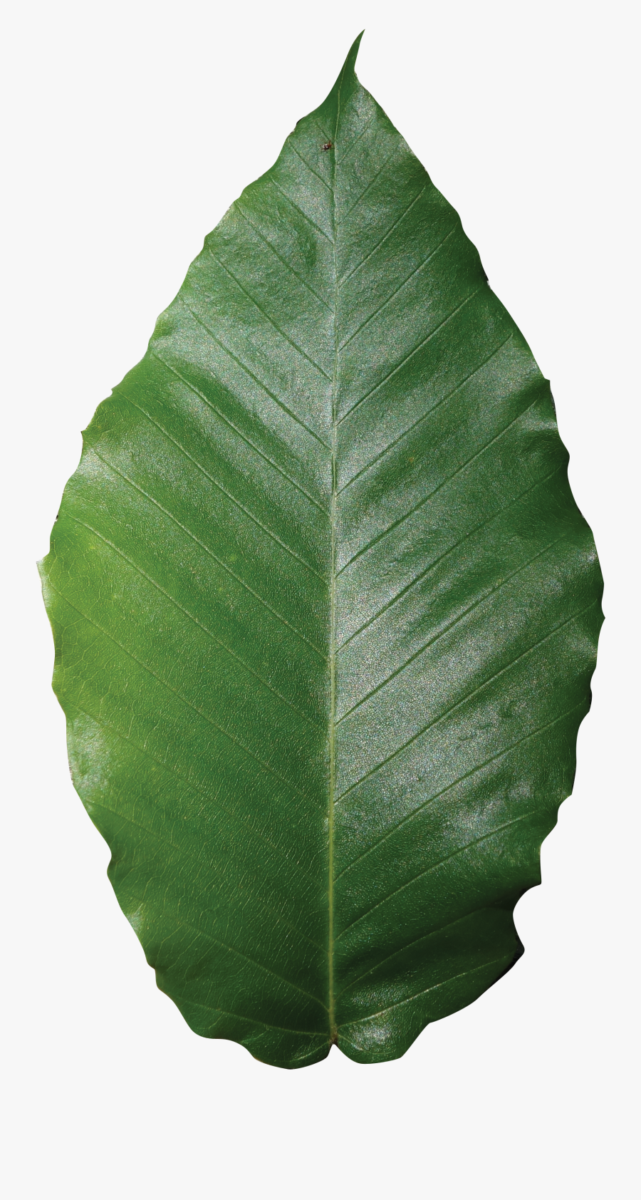 Beech Leaf Transparent Background, Transparent Clipart