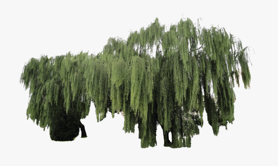 Weeping Willow Plant Cut-out By Simbores - Weeping Willow Png Transparent, Transparent Clipart