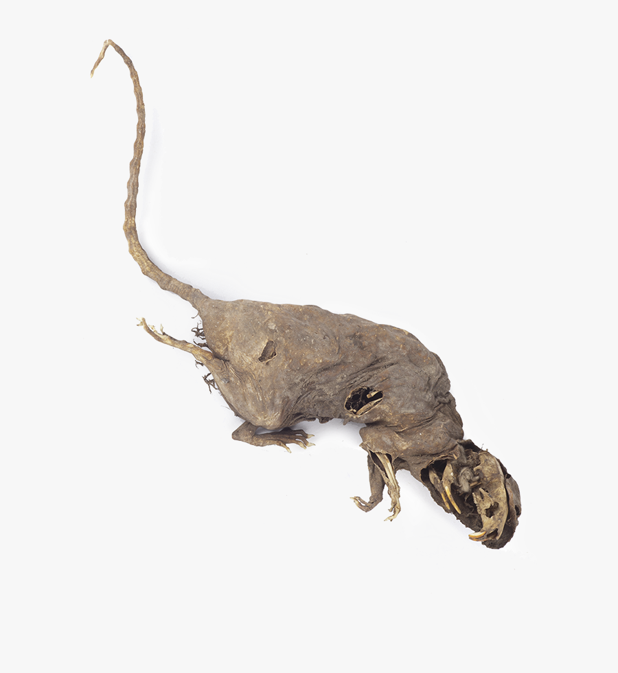 Beetle, Transparent Clipart