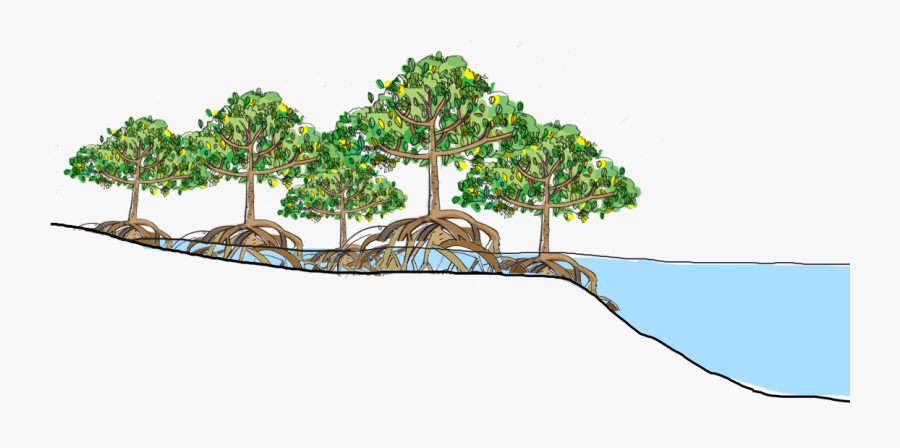 Wetlands Drawing Tropical Rainforest - Hutan Mangrove Png, Transparent Clipart