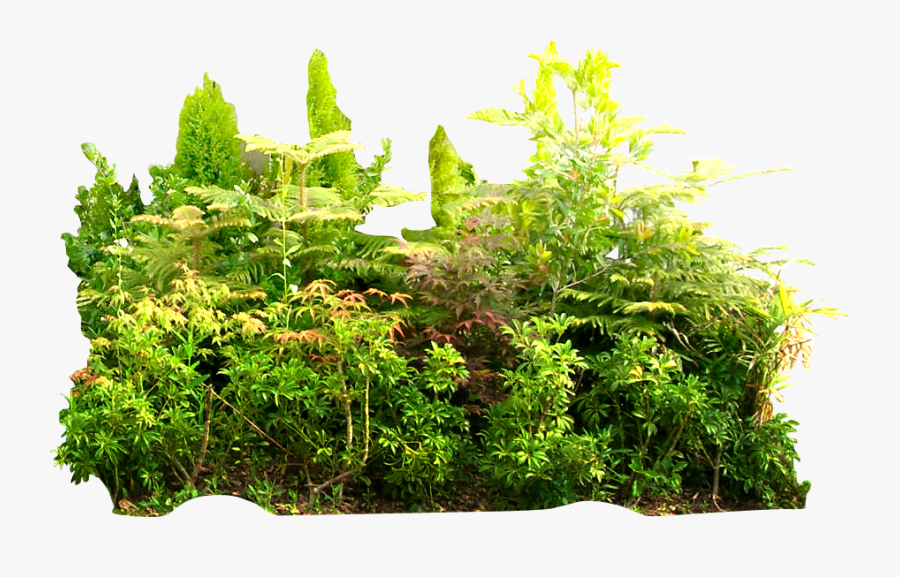 Transparent Tropical Plant Png - Tropical Rainforest Png, Transparent Clipart