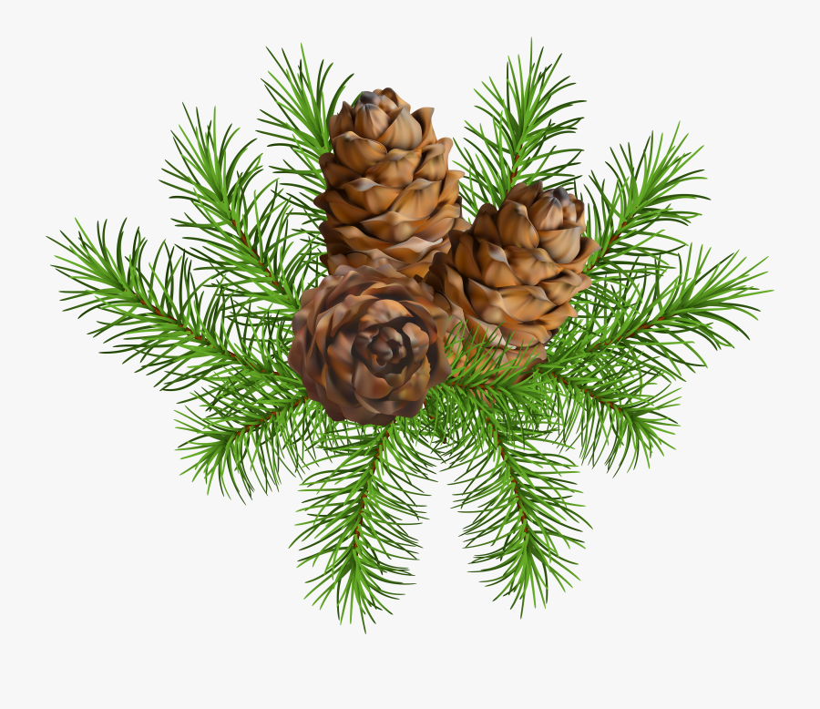 Pine Cone Branch Png - Pine Branch With Cones, Transparent Clipart