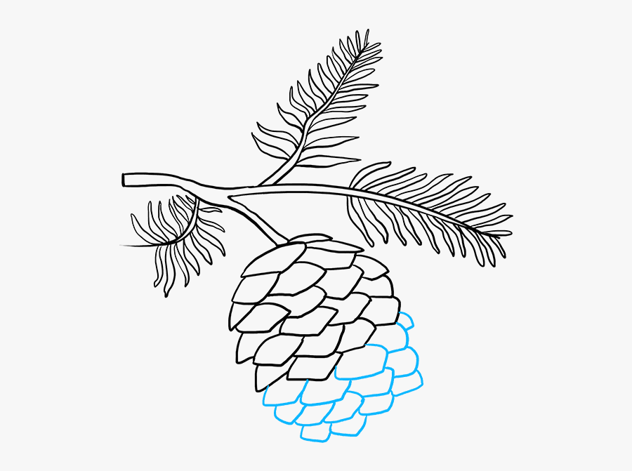 How To Draw A Pinecone - Drawing Of Pine Cones, Transparent Clipart