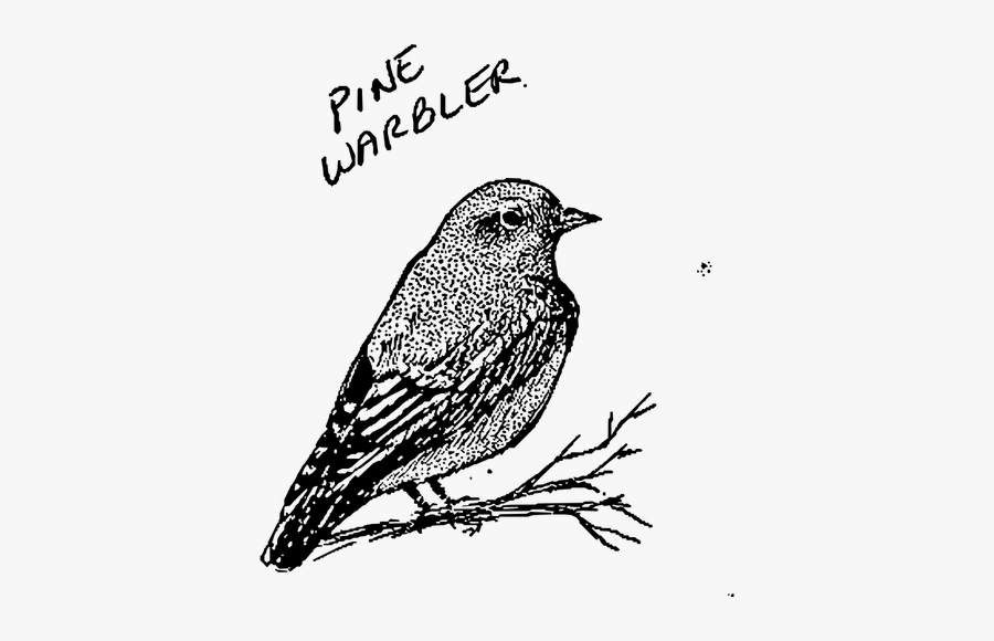 Pine Warbler - Bird Line Art, Transparent Clipart