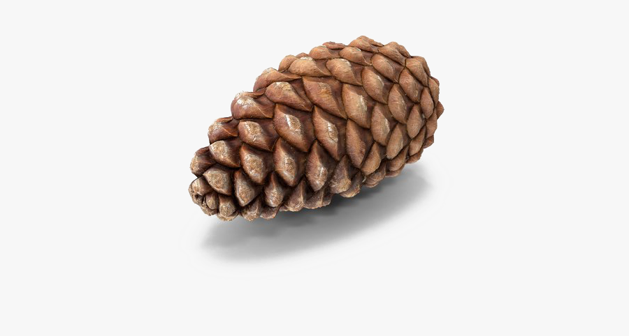 Pine Cone Png Transparent Photo - Conifer Cone, Transparent Clipart