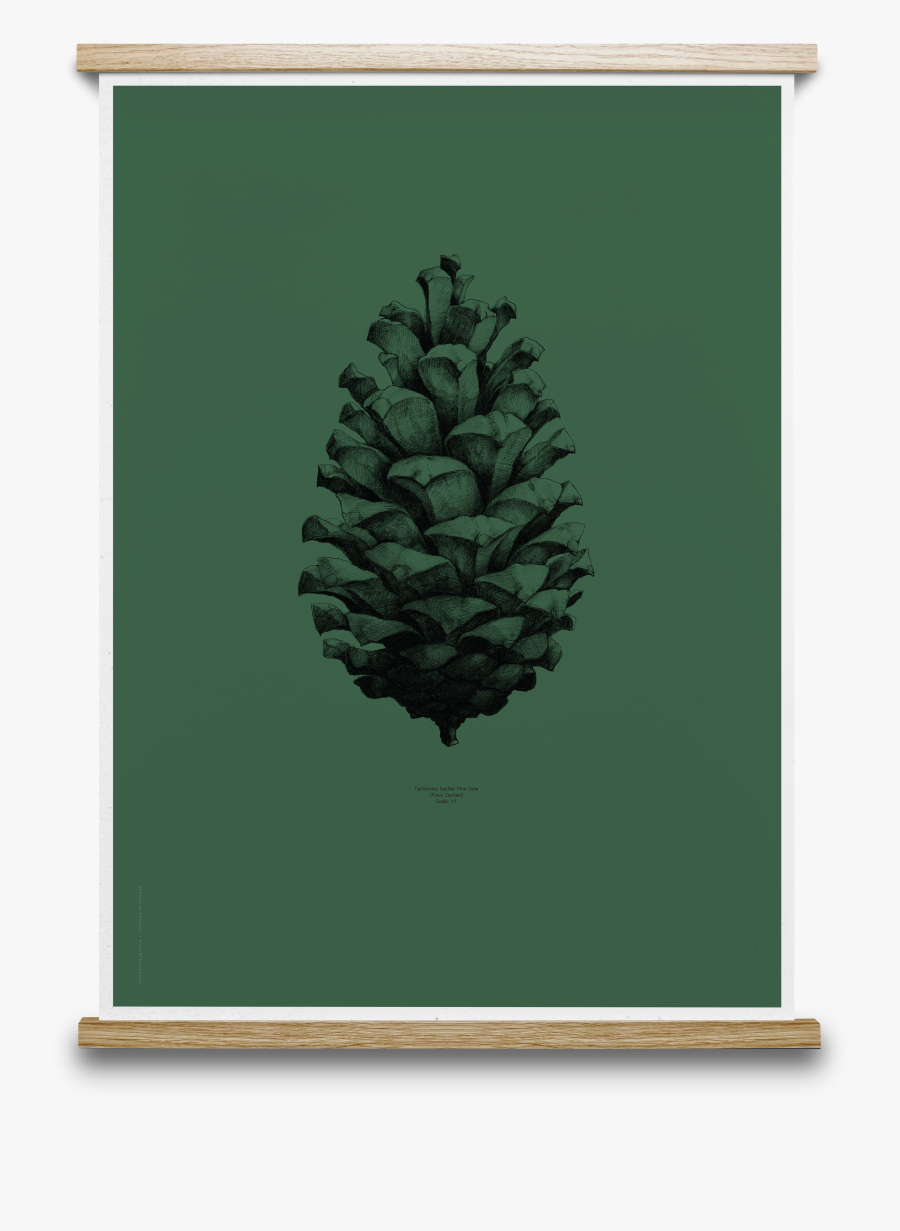 Transparent Dark Forest Png - Pine Cone Black And White, Transparent Clipart