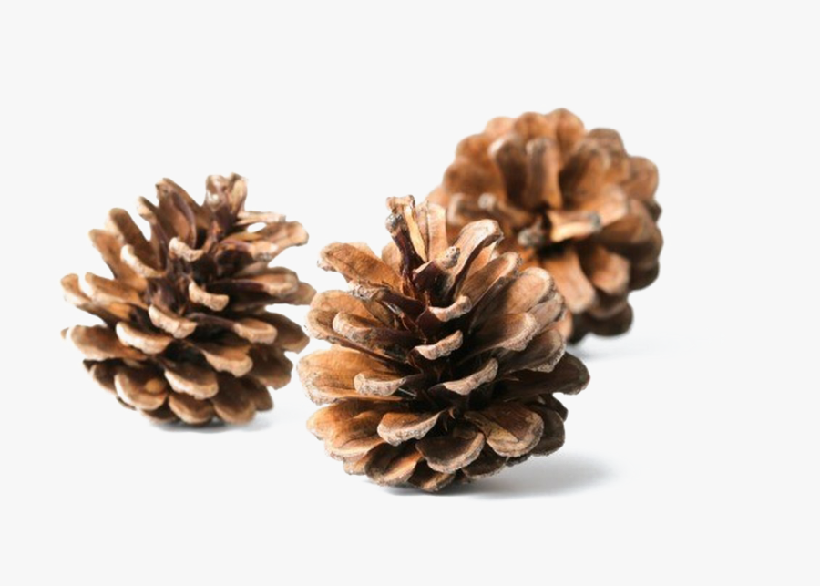 Conifer-cone - Cones In Pine, Transparent Clipart