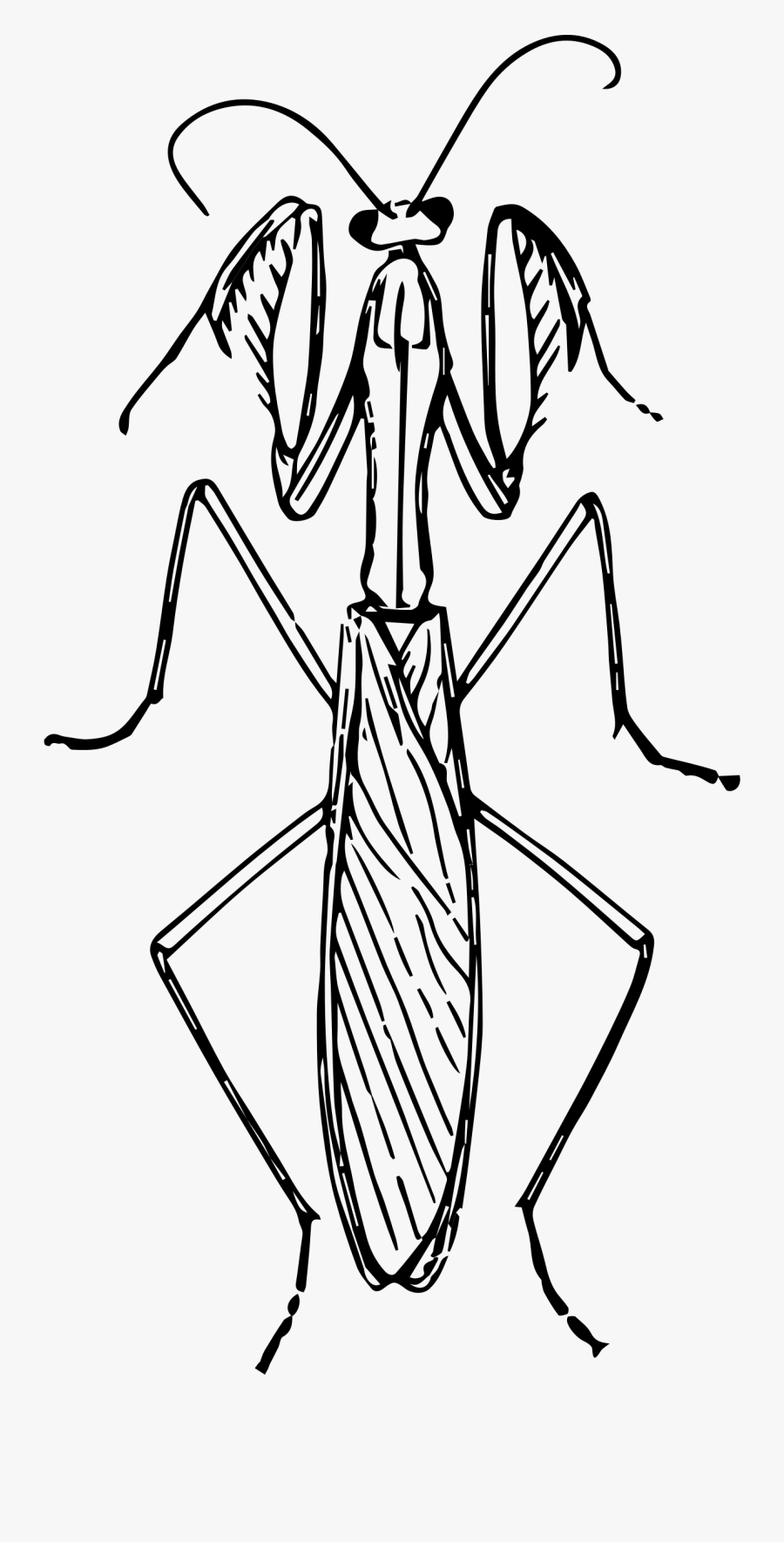 28 Collection Of Praying Mantis Clipart Black And White - Praying Mantis Black And White, Transparent Clipart