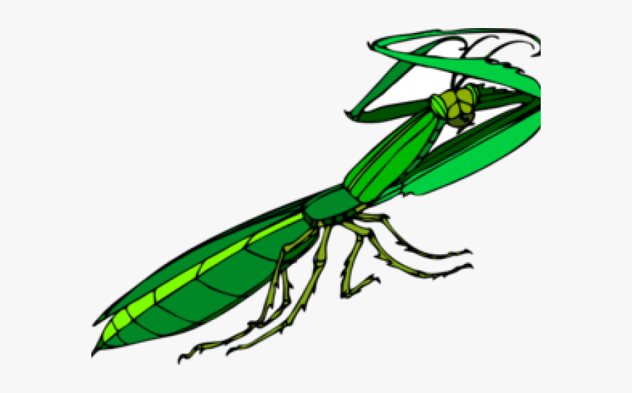 Praying Mantis Cartoon Png, Transparent Clipart