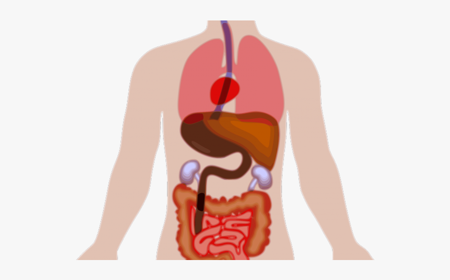 Human Body Clipart - Human Body Organs Clipart, Transparent Clipart