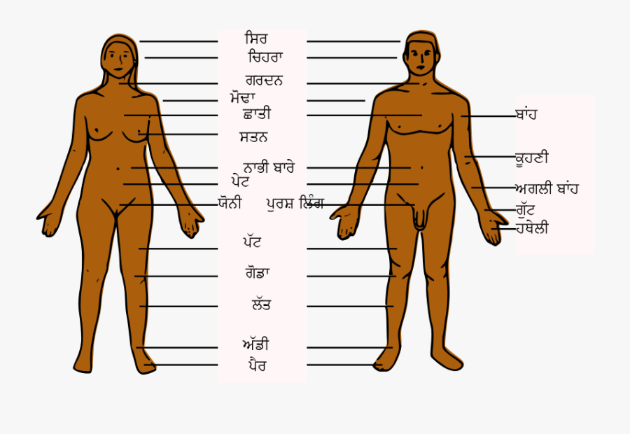 Human - Body - Body Parts Of Boy, Transparent Clipart