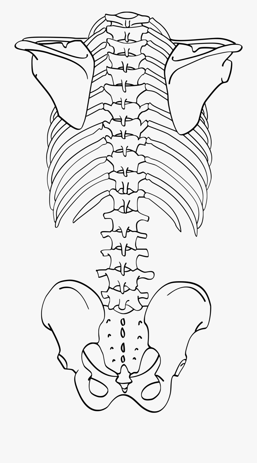 Skeleton Back Png, Transparent Clipart