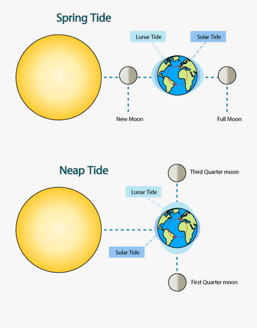 Moon Phase Png -sunlight Clipart Quarter - Spring Tide Moon Position, Transparent Clipart