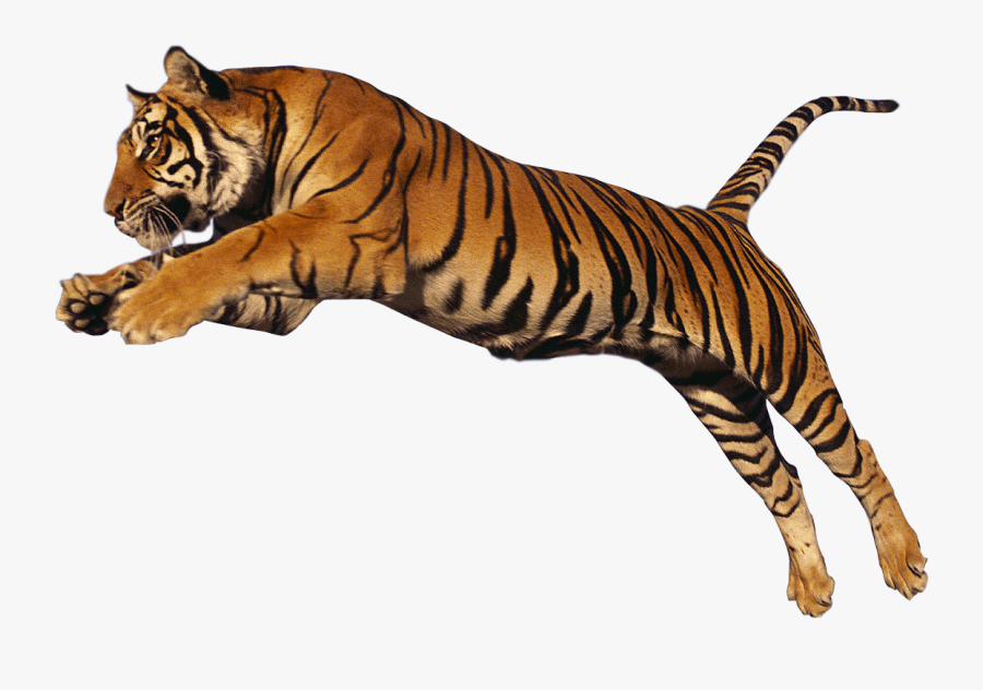 Transparent Clipart Image Jumping Tiger Png - Jumping Tiger White Background, Transparent Clipart