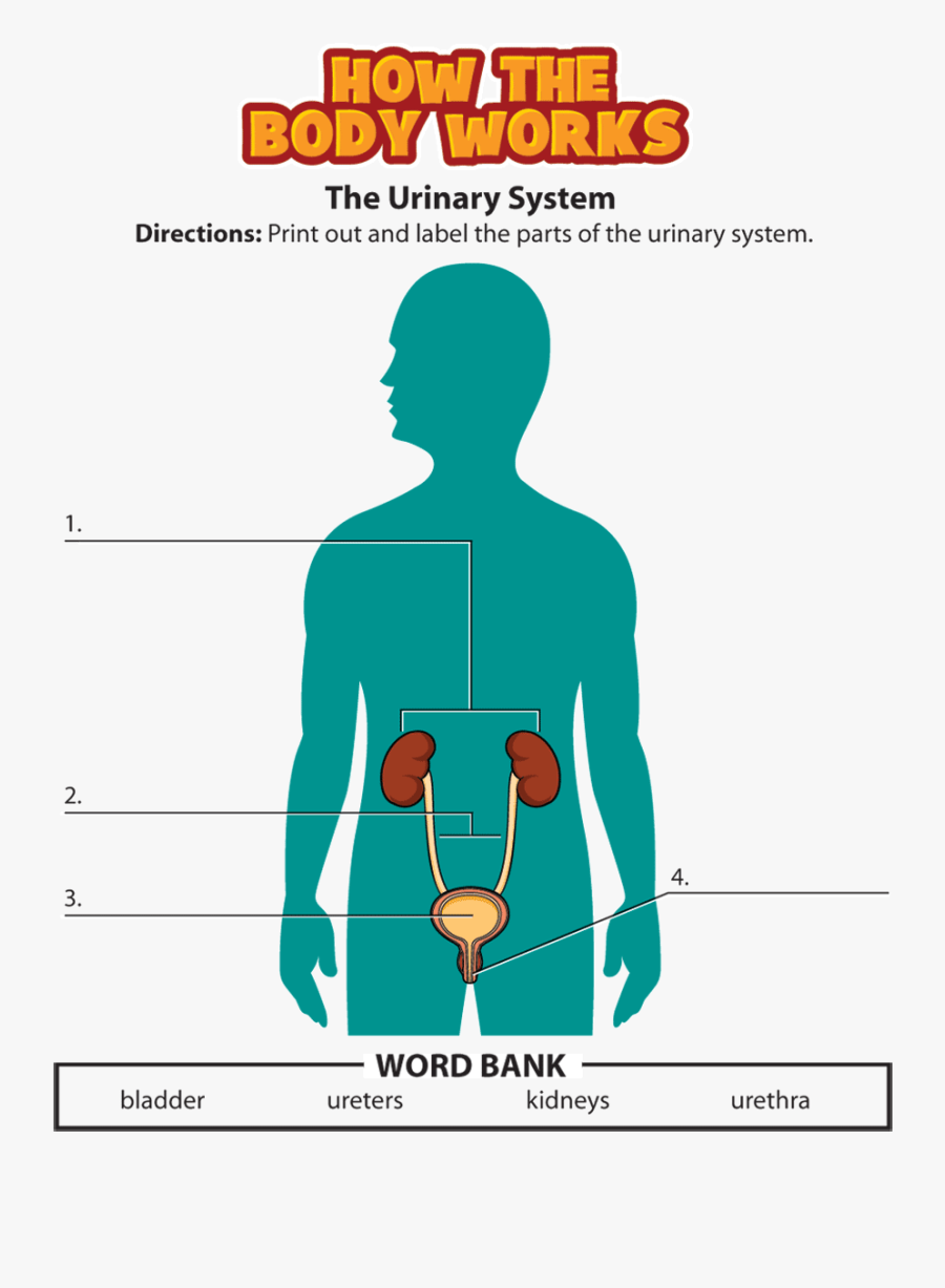 Body Systems Worksheets Ks - Urinary System For Kids, Transparent Clipart