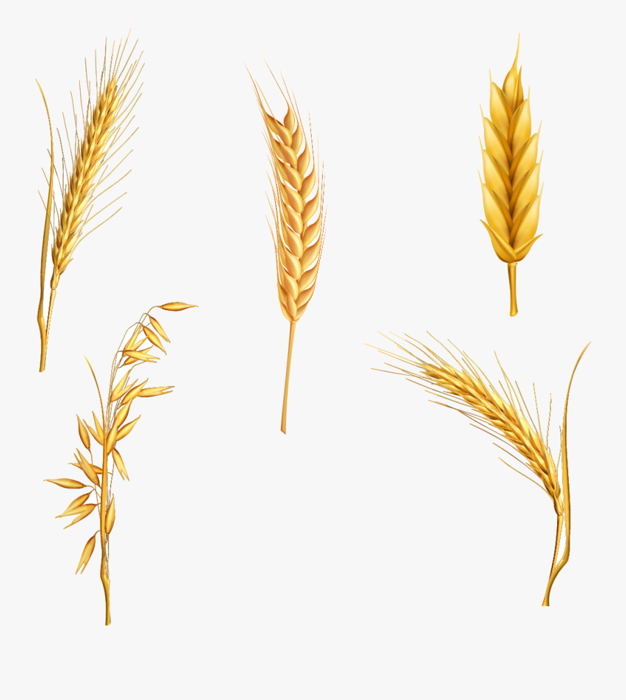 Wheat Cereal Clipart Stalk For Free And Use Pictures - Wheat Stalk, Transparent Clipart