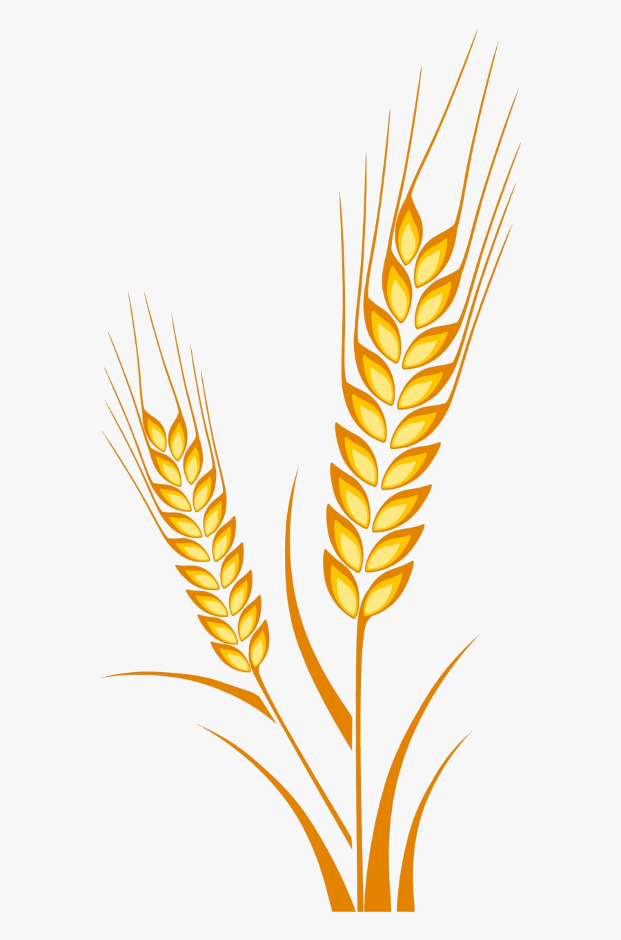 Wheat Picture Freeuse Cereal Drawing Plant Clipart - Wheat Plant Drawing, Transparent Clipart