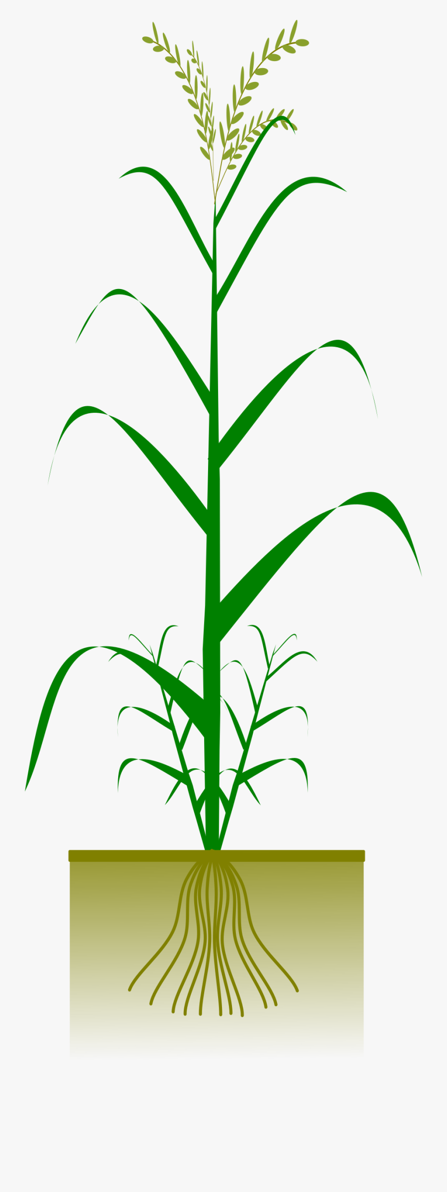 Cereal By Gsagri Science, Transparent Clipart