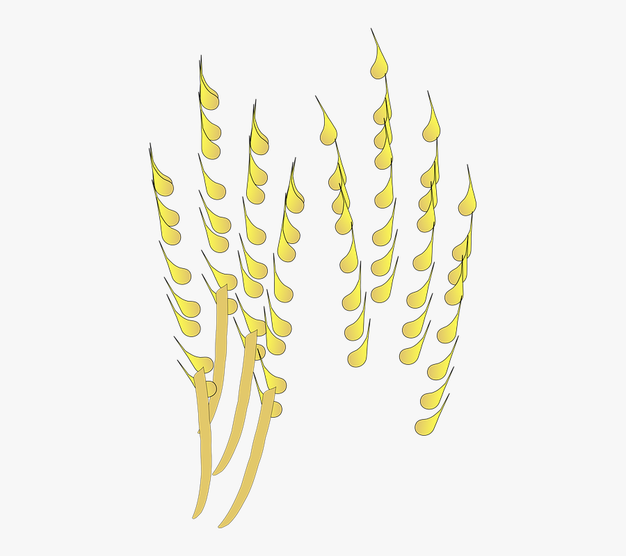 Grain, Cereal, Crop, Corn, Agriculture, Harvest - Cultivo De Cereales Png, Transparent Clipart