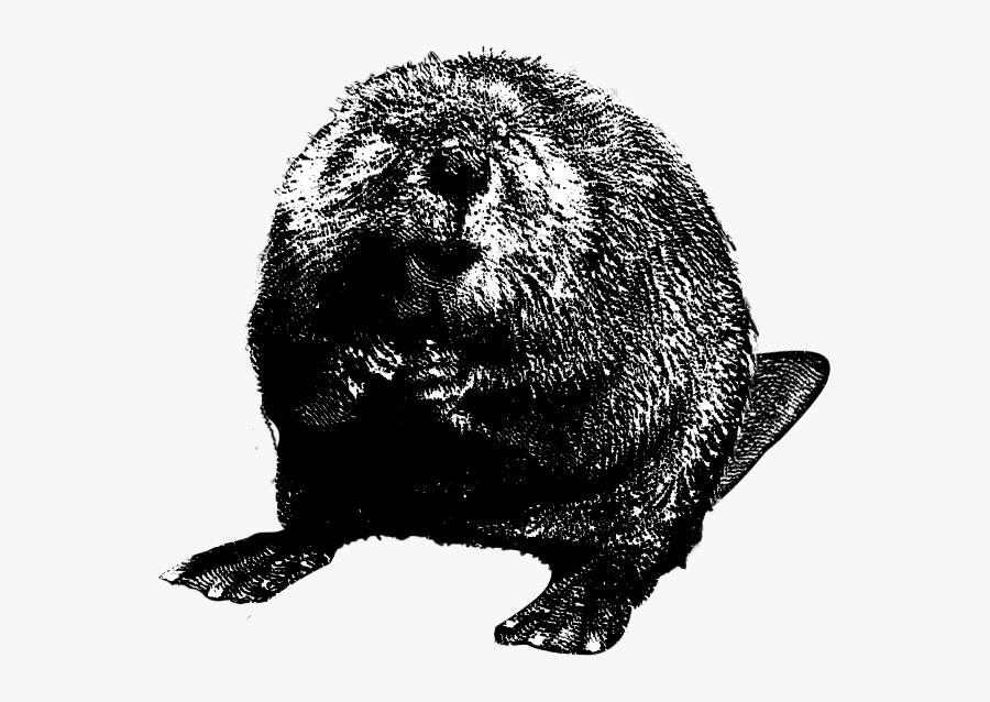 Download Beaver Png Clipart For Designing Projects - Red Dead Redemption Castores, Transparent Clipart