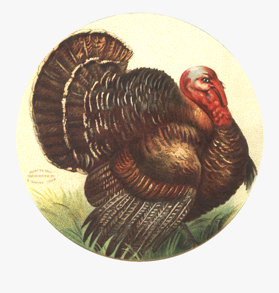 Thanksgiving Turkey Old Clipart, Transparent Clipart