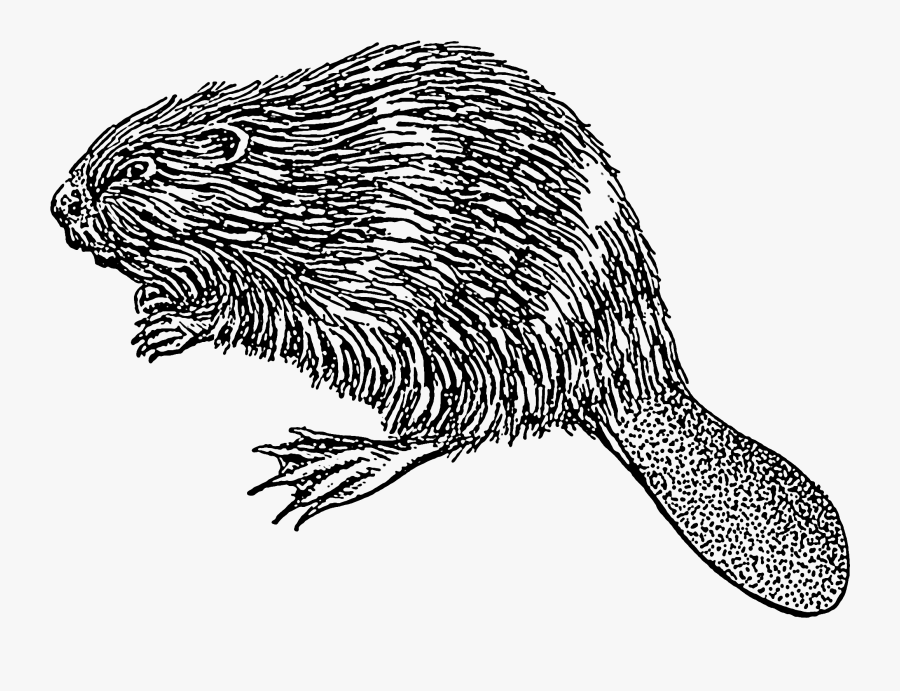 Clip Art Dam Drawing Beavers - Beaver Illustration Png, Transparent Clipart