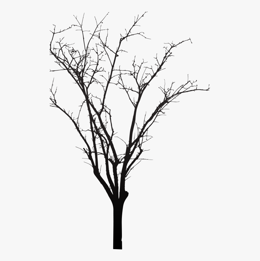 Twig, Transparent Clipart
