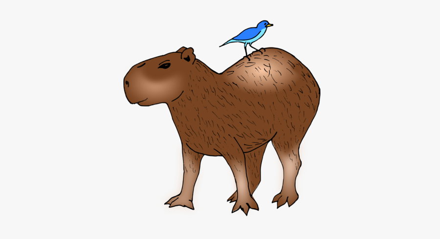 Wildlife,carnivoran,bear - Chiguiro Png, Transparent Clipart
