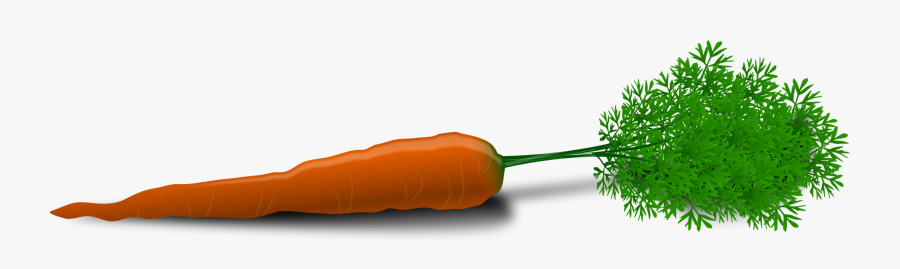 Plant Stem,carrot,vegetable - Carrot Png, Transparent Clipart