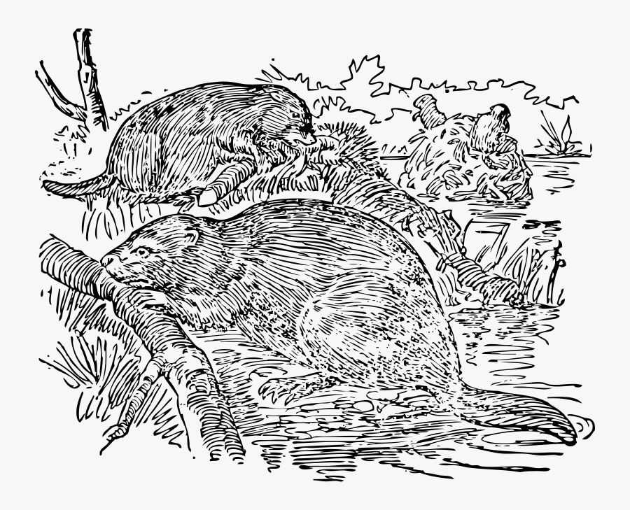 Beavers - Beaver, Transparent Clipart