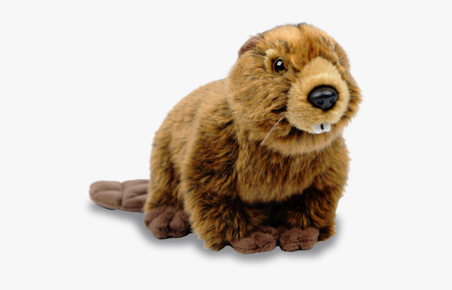 Beaver Png Hd - North American Beaver Png, Transparent Clipart
