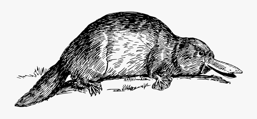 Perry The Platypus Beaver Duck Vertebrate - Platypus Illustration Black And White, Transparent Clipart