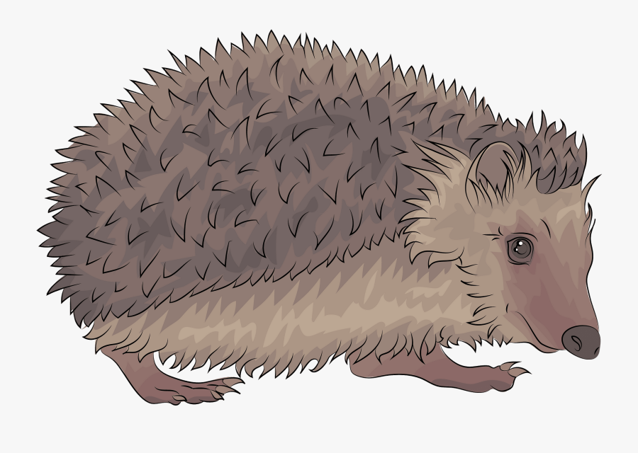 Domesticated Hedgehog, Transparent Clipart