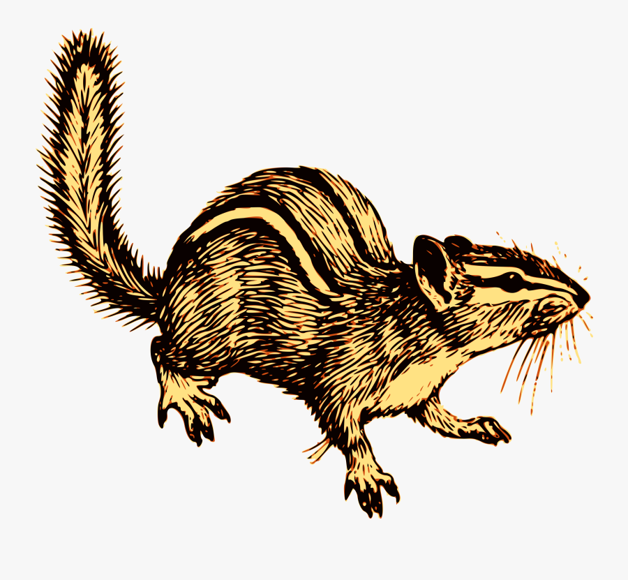 Beaver,wildlife,tail - Chipmunk Line Drawing, Transparent Clipart