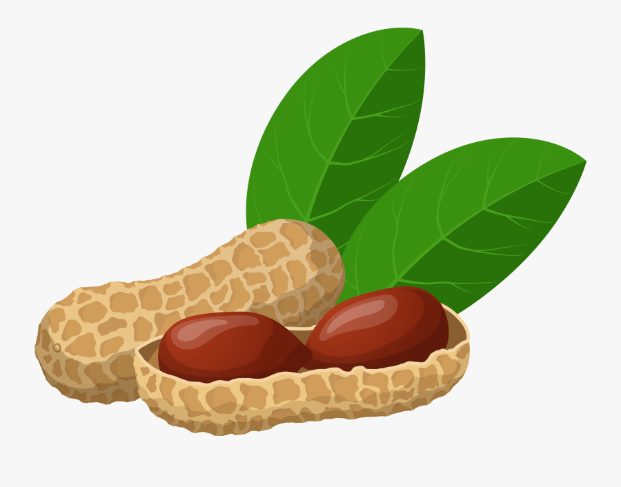 Peanuts Png Clip Art - Transparent Background Groundnut Clipart, Transparent Clipart