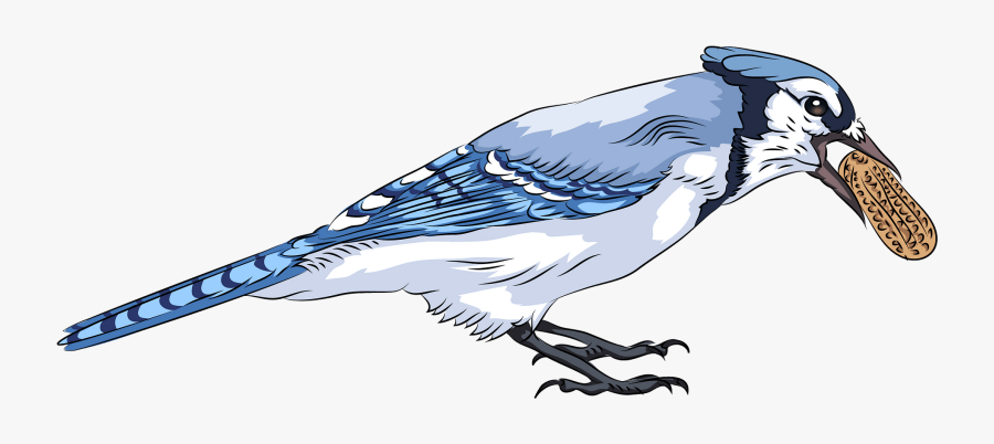 Blue Jay, Transparent Clipart