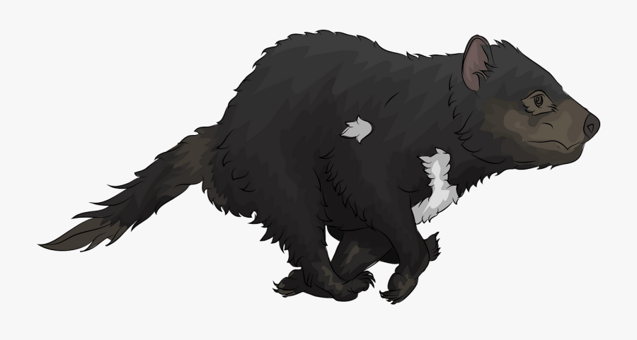 Tasmanian Devil, Transparent Clipart