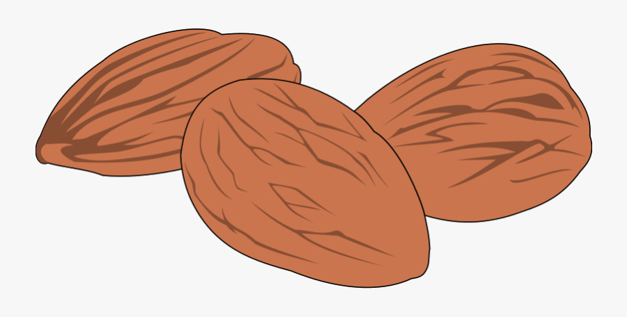 Peanut Clip Art Others Free Transparent Png - Drawing Pictures Of Nut, Transparent Clipart