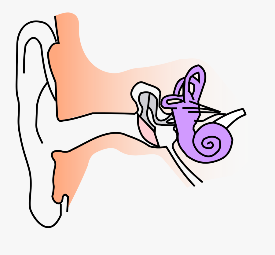 Transparent Ear Clip Art - Part Of The Ear Clipart, Transparent Clipart