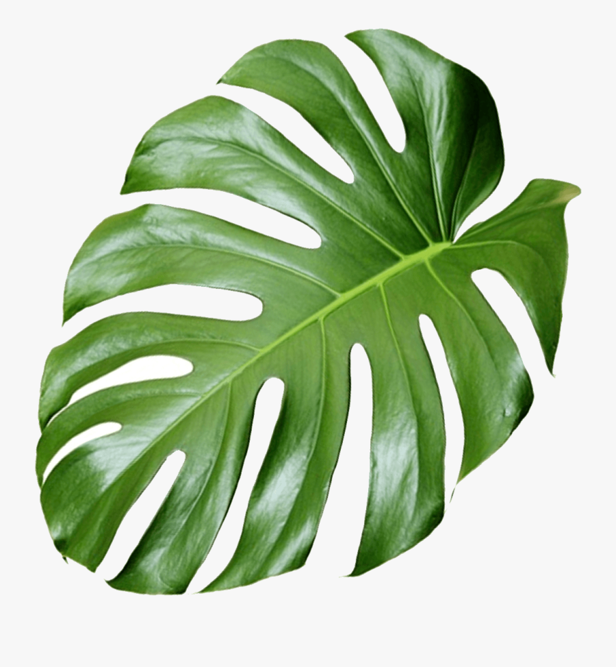 Transparent Pot Holder Clipart - Transparent Monstera Leaf Png, Transparent Clipart