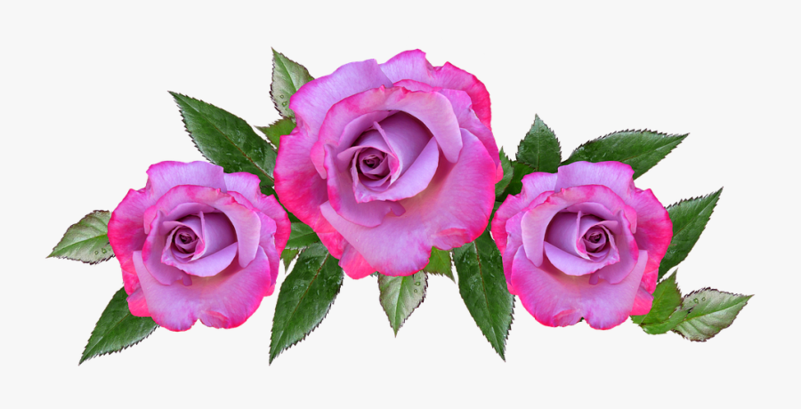Anniversary Roses Png, Transparent Clipart