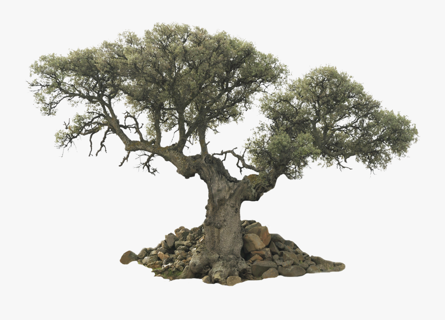 Large Tree Png Clipart Library Download - Transparent Background Olive Tree Png, Transparent Clipart