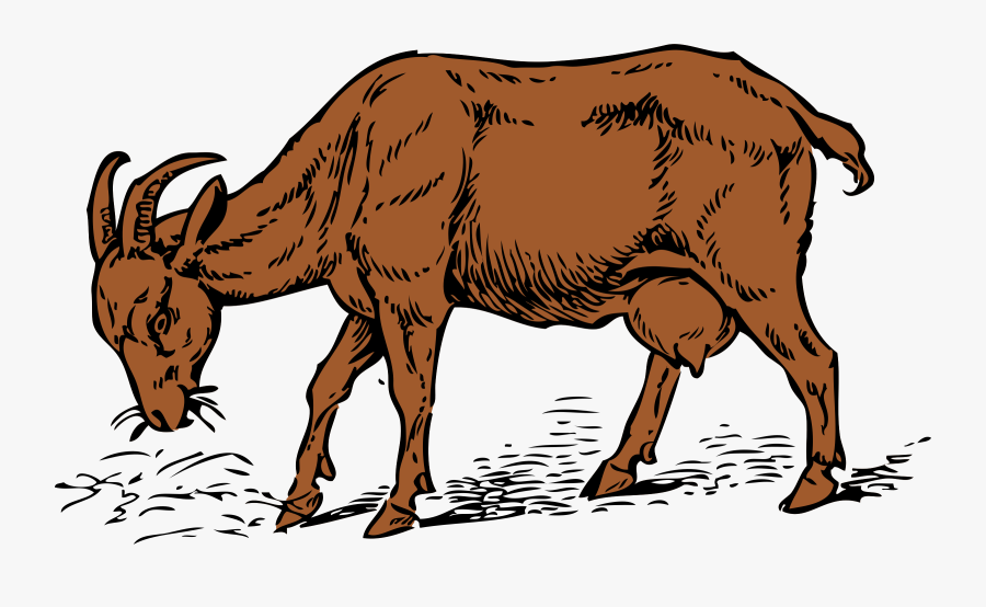 Donkey,livestock,bull - Goat Eating Grass Drawing, Transparent Clipart