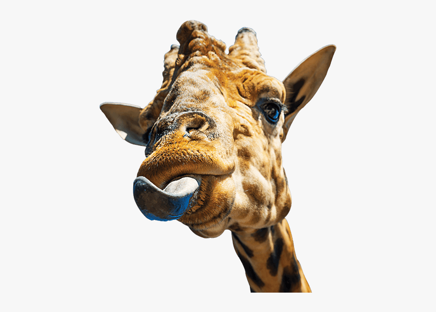 Clip Art Solutions Kintone No Code - Animal Can Clean Its Ears With Its Tongue, Transparent Clipart