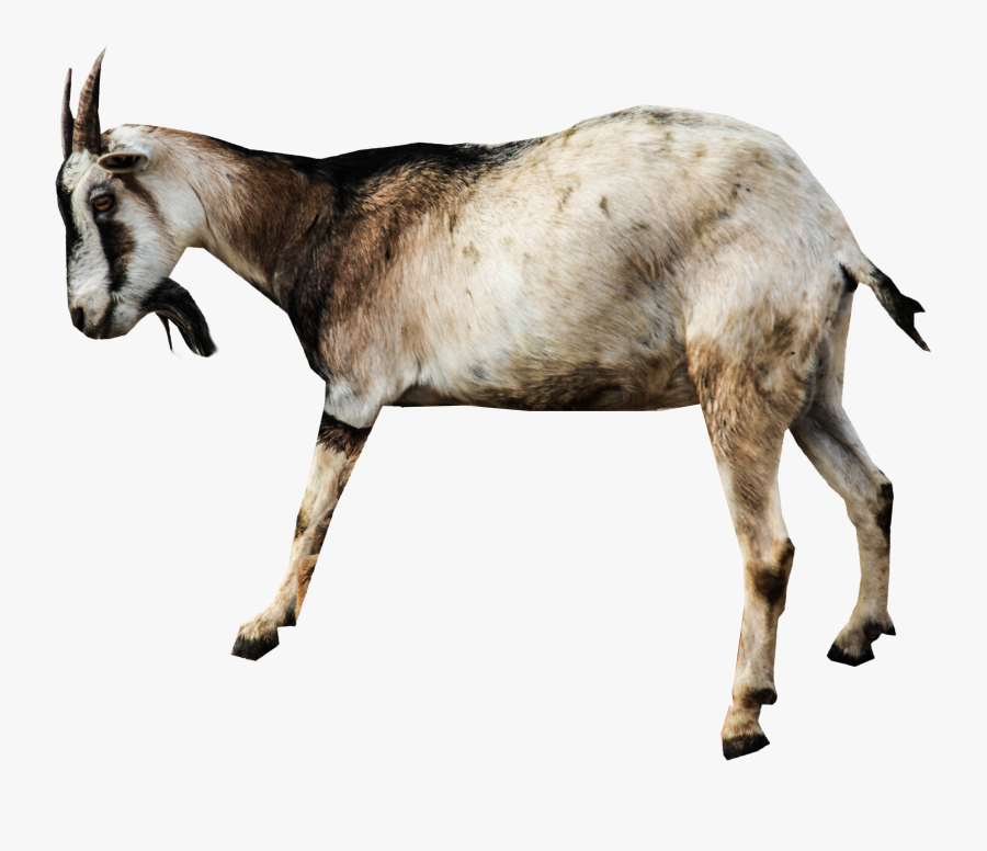 Clip Art Png Image Purepng Free - Transparent Background Goat Png, Transparent Clipart