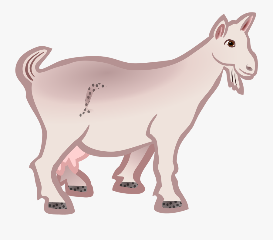 Goat - Coloured - Line Art Of Goat, Transparent Clipart