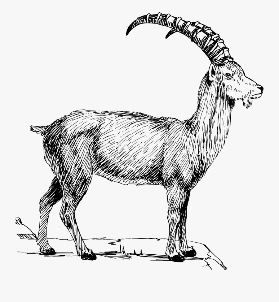 Sheep,line Art,wildlife - Clip Art Mountain Goats, Transparent Clipart