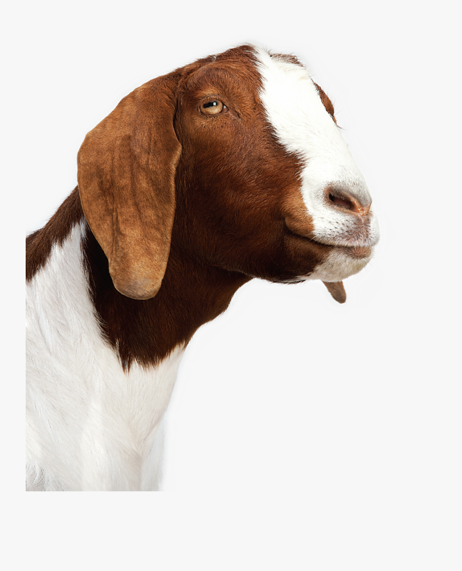 Clip Art Screaming Png For - Ducks Dressed As Goats, Transparent Clipart
