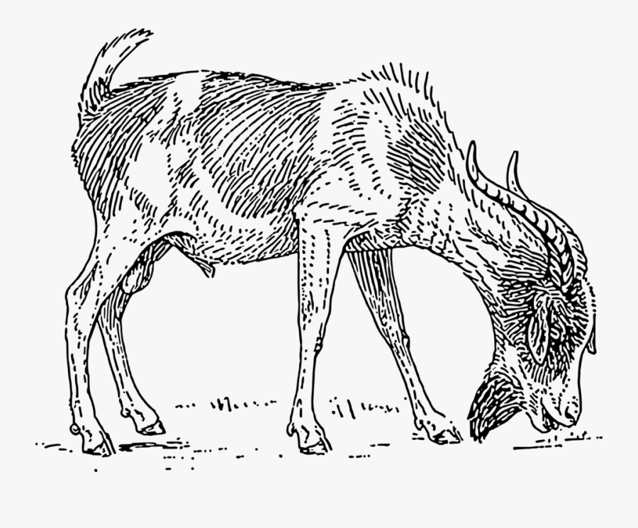 Free Clip Art "bearded Goat - Goat Drawing Eating Grass, Transparent Clipart