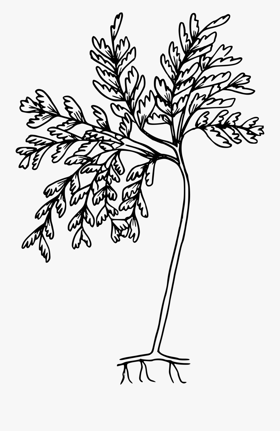 Western Maidenhair Fern - Coloring Pages, Transparent Clipart
